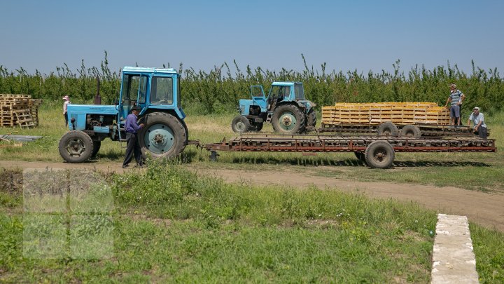 Îţi lasă gura apă. În ţară, a început recolta de caise. Agricultorii spun că vor avea roadă bogată (FOTOREPORT)