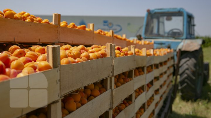 Îţi lasă gura apă. În ţară, a început recolta de caise. Agricultorii spun că vor avea roadă bogată (FOTOREPORT)