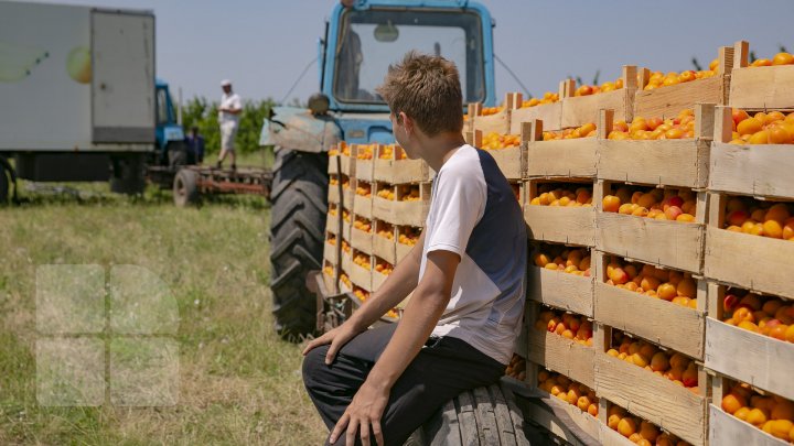 Îţi lasă gura apă. În ţară, a început recolta de caise. Agricultorii spun că vor avea roadă bogată (FOTOREPORT)