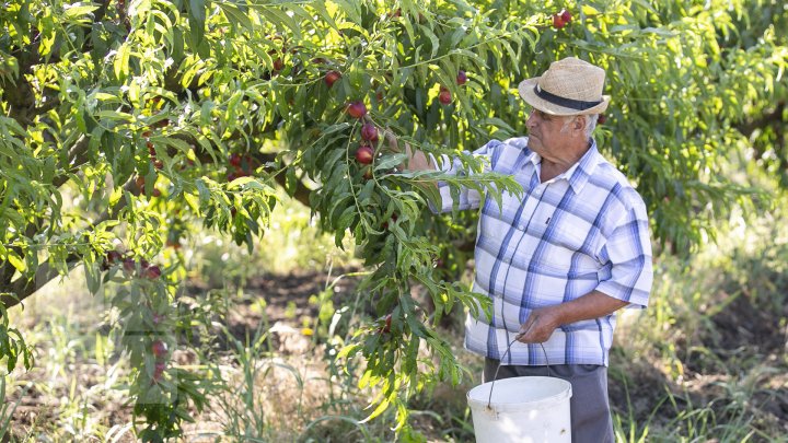 La sudul Moldovei s-au copt primele piersici. Cât costă un kilogram