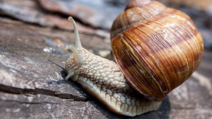 Haos feroviar în Japonia din cauza unui melc: Zeci de trenuri au fost anulate