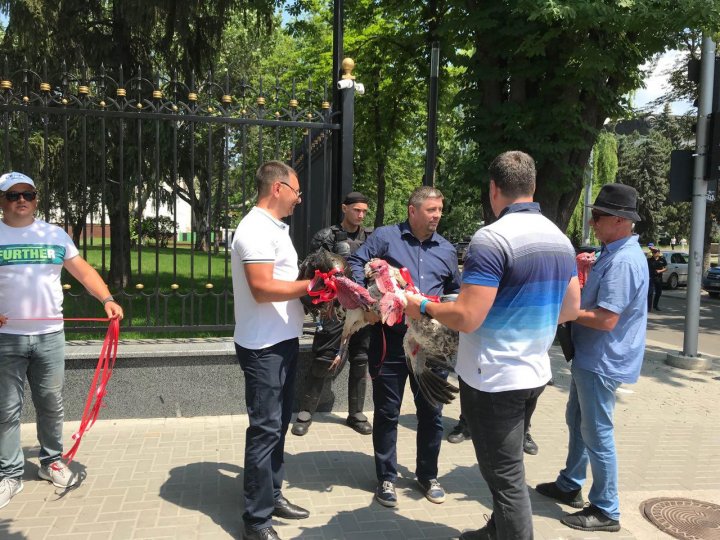 CURCANI LA PREŞEDINŢIE! Manifestanţii din PMAN au adus mai multe păsări la sediul şefului statului (VIDEO)