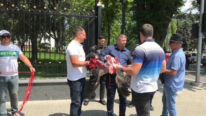 CURCANI LA PREŞEDINŢIE! Manifestanţii din PMAN au adus mai multe păsări la sediul şefului statului (VIDEO)