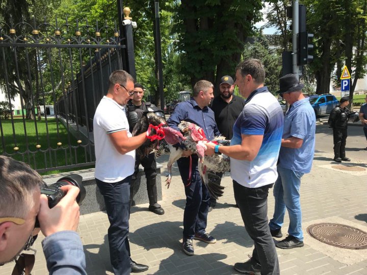 CURCANI LA PREŞEDINŢIE! Manifestanţii din PMAN au adus mai multe păsări la sediul şefului statului (VIDEO)