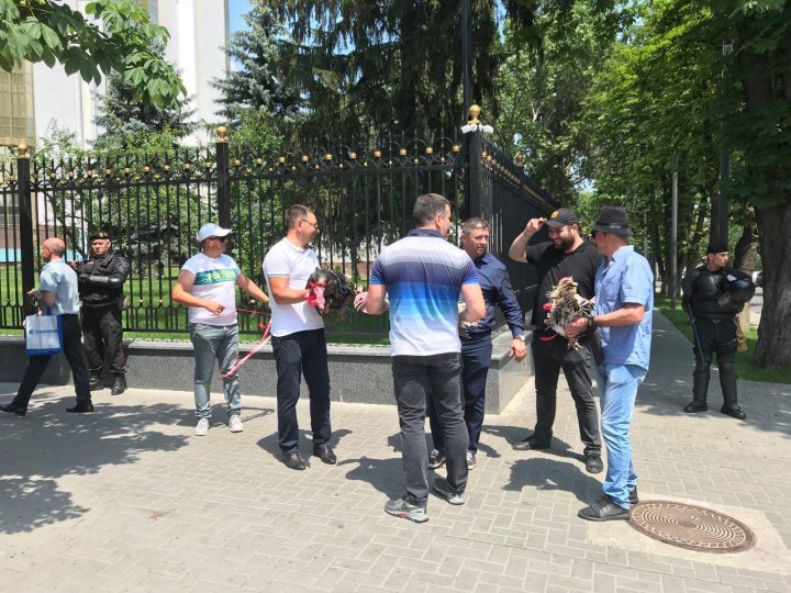 CURCANI LA PREŞEDINŢIE! Manifestanţii din PMAN au adus mai multe păsări la sediul şefului statului (VIDEO)