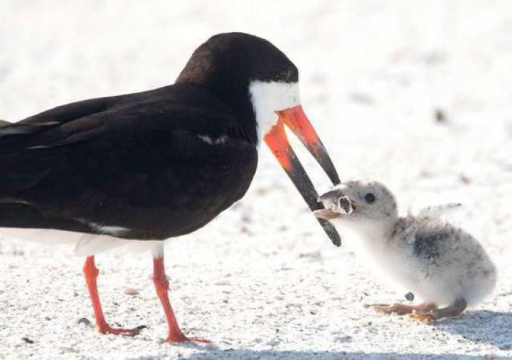 Moment bizar: Un fotograf a captat produsul straniu pe care o pasăre i l-a adus puiului său să mănânce (FOTO)