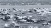 IMAGINI SPECTACULOASE. O şalupă a fost escortată de 100 de delfini pe Oceanul Pacific (VIDEO)