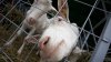 58 de capre şi 11 oi au murit intoxicate în satul Bădragii Noi din raionul Edineţ