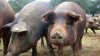Alertă de pestă porcină africană la Cahul. Au fost confirmate 5 cazuri noi