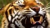 ŞOCANT! Un dresor a fost ucis de tigri într-un circ din Italia