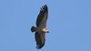 Pasărea care poate zbura mai sus decât avioanele comerciale. Aripele ei au 3 metri şi poate parcurge distanțe de până la 144 km
