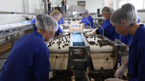 În Moldova a ajuns primul echipament de sortare a cireşelor. Agricultorii speră că producţia lor va fi exportată şi în UE