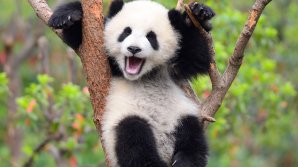 În China s-a născut o pereche de urşi panda gemeni cu cea mai mare greutate din lume