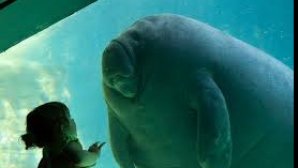 Un pui de dugong a devenit star pe reţelele de socializare din Thailanda