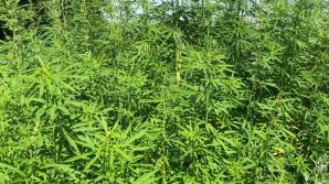Un lan de cânepă, depistat în zona de frontieră (FOTO)