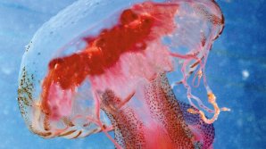 O meduză de dimensiunea unui om, observată în apele Marii Britanii