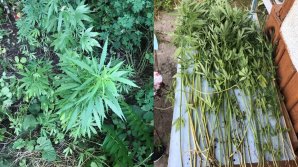 50 de plante de Cannabis, depistate în ograda unui bărbat din Capitală (VIDEO)