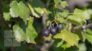 Festivalul Summer Berry Fair: În doar câteva ore s-au vândut opt tone de pomușoare (FOTOREPORT)