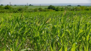 Descoperirea făcută de poliţişti într-un lan cu porumb dintr-o suburbie a Capitalei. Ce riscă proprietarul (VIDEO)