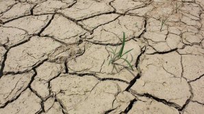 Un oraș de 9 milioane de oameni din India a rămas fără apă potabilă, după ce toate fântânile au secat  