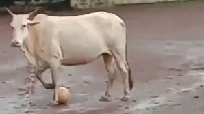 VIRAL PE INTERNET! Momentul IMPRESIONANT în care un jucător neprevăzut intră în jocul de fotbal al unui grup de adolescenți (VIDEO)