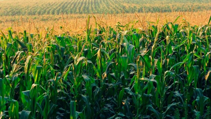 A fost prelungită perioada de rambursare a TVA pentru producătorii agricoli afectați de calamitățile naturale