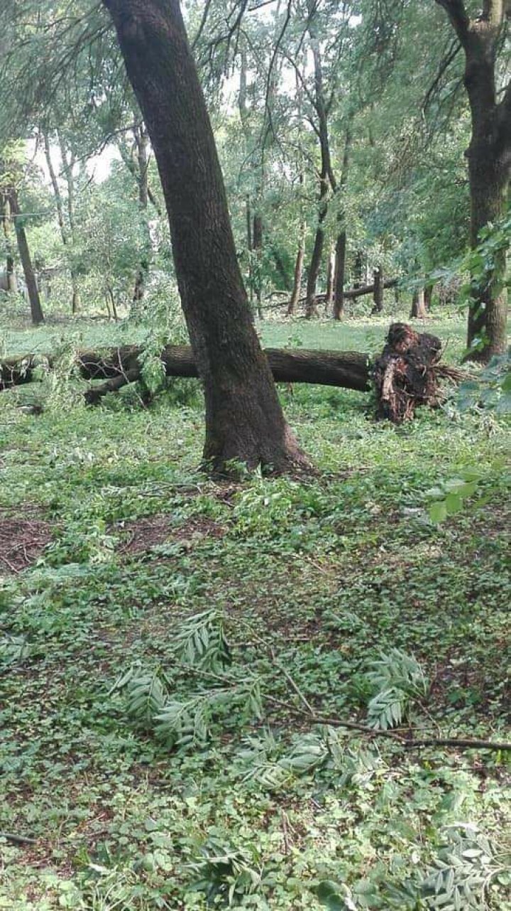 Furtuna a făcut ravagii şi la Glodeni: Maşini strivite, pomi căzuţi, case fără acoperiş şi recolte afectate (FOTO)