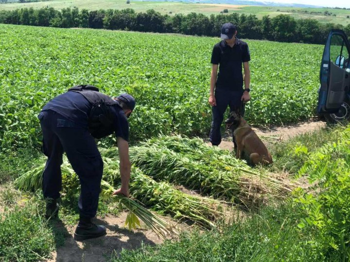 Alte trei locații cu cânepă au fost descoperite în zona de frontieră