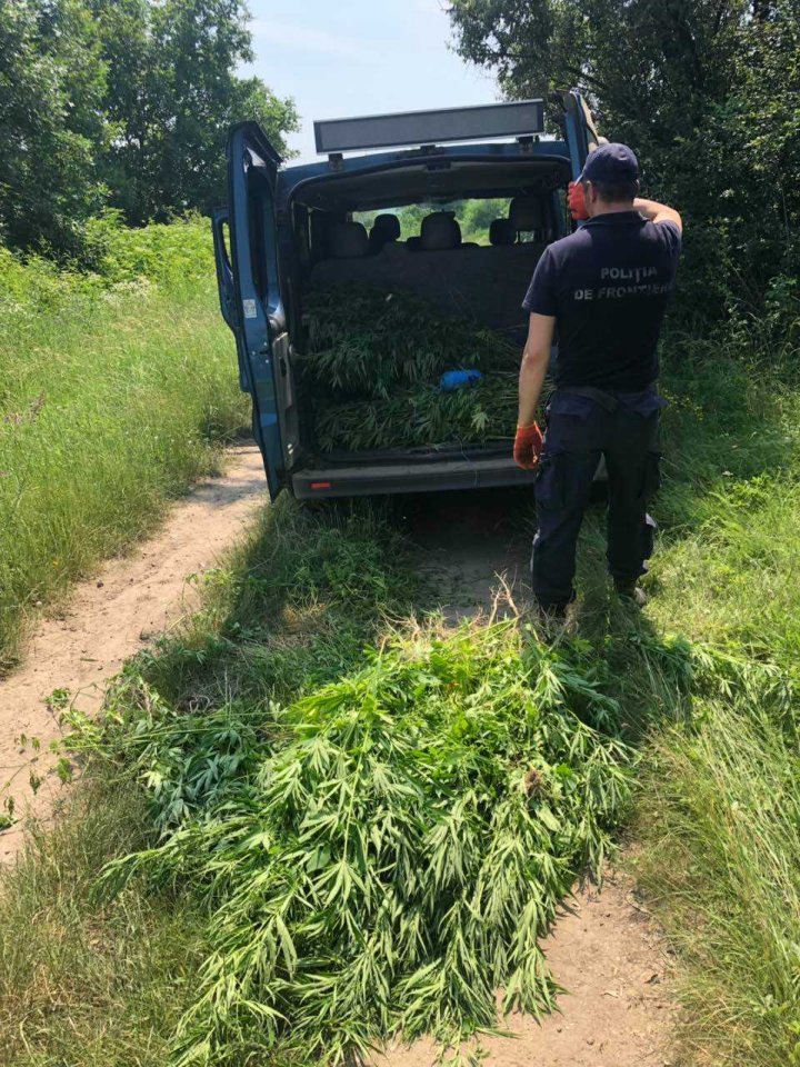 Alte trei locații cu cânepă au fost descoperite în zona de frontieră