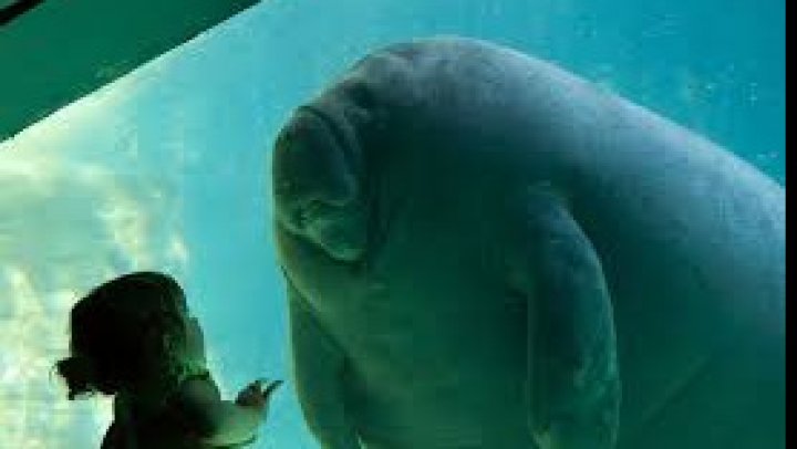 Un pui de dugong a devenit star pe reţelele de socializare din Thailanda