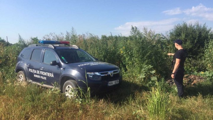 Plante de cânepă verde și uscată, depistate de polițiștii de frontieră