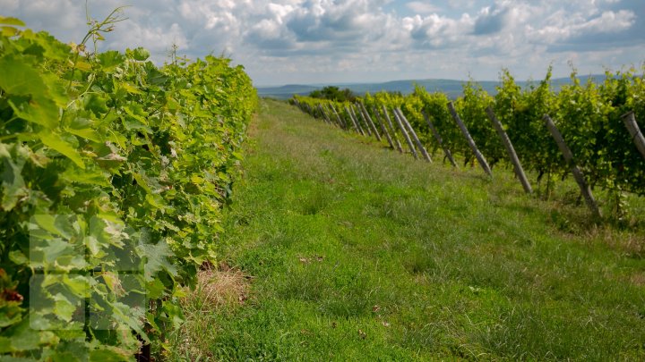 S-au plimbat prin podgorii şi au gustat din licoarea lui Bachus. Bloggeri şi fotografi, pe drumul vinului prin Moldova (FOTO/VIDEO)