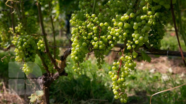 S-au plimbat prin podgorii şi au gustat din licoarea lui Bachus. Bloggeri şi fotografi, pe drumul vinului prin Moldova (FOTO/VIDEO)