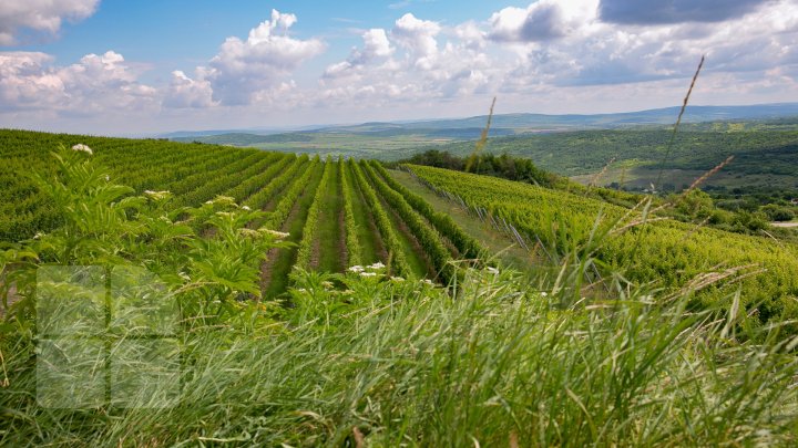 S-au plimbat prin podgorii şi au gustat din licoarea lui Bachus. Bloggeri şi fotografi, pe drumul vinului prin Moldova (FOTO/VIDEO)