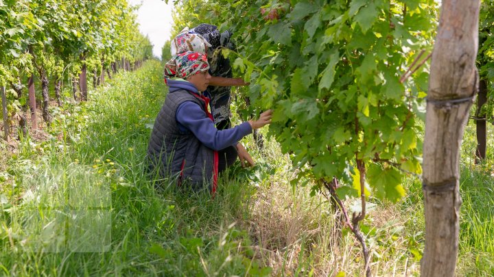 S-au plimbat prin podgorii şi au gustat din licoarea lui Bachus. Bloggeri şi fotografi, pe drumul vinului prin Moldova (FOTO/VIDEO)