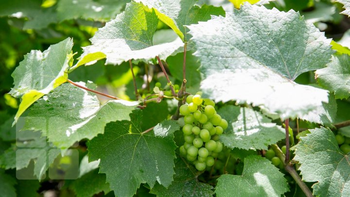 S-au plimbat prin podgorii şi au gustat din licoarea lui Bachus. Bloggeri şi fotografi, pe drumul vinului prin Moldova (FOTO/VIDEO)