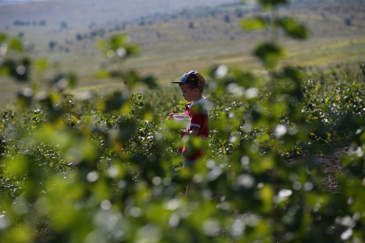 În pieţele din Capitală au apărut pomuşoarele joshta. Cât costă un kilogram (FOTOREPORT)