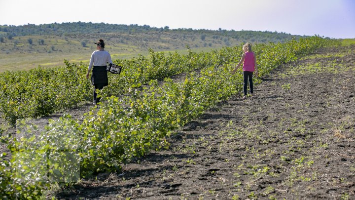 În pieţele din Capitală au apărut pomuşoarele joshta. Cât costă un kilogram (FOTOREPORT)