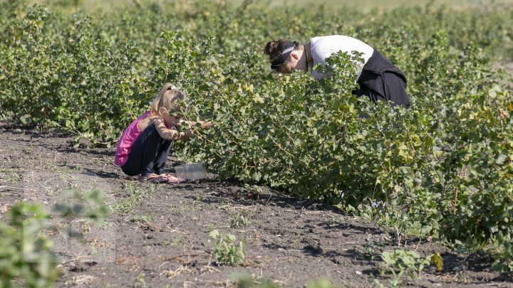 În pieţele din Capitală au apărut pomuşoarele joshta. Cât costă un kilogram (FOTOREPORT)