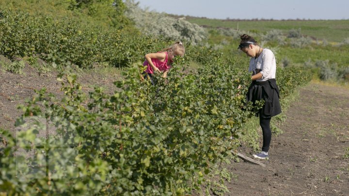 În pieţele din Capitală au apărut pomuşoarele joshta. Cât costă un kilogram (FOTOREPORT)