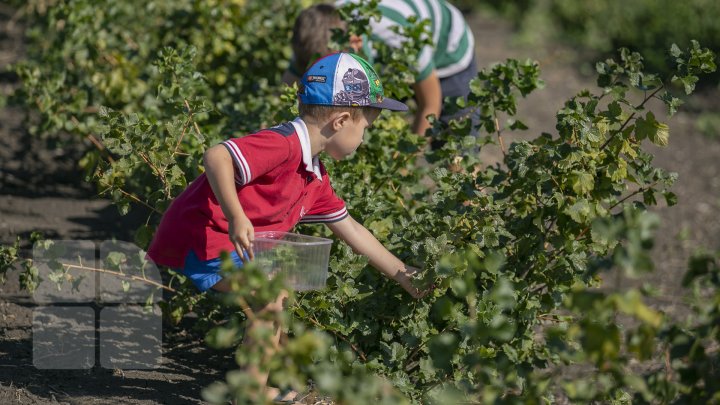 În pieţele din Capitală au apărut pomuşoarele joshta. Cât costă un kilogram (FOTOREPORT)