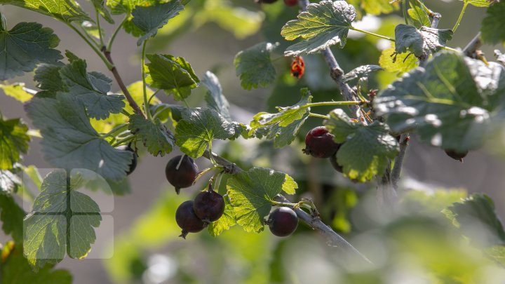 În pieţele din Capitală au apărut pomuşoarele joshta. Cât costă un kilogram (FOTOREPORT)