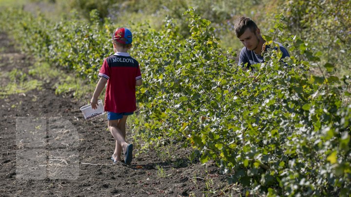 În pieţele din Capitală au apărut pomuşoarele joshta. Cât costă un kilogram (FOTOREPORT)