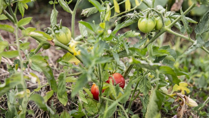 Paradisul roșiilor la Cigârleni. O moldoveancă crește tomate pe gustul tuturor (FOTOREPORT)