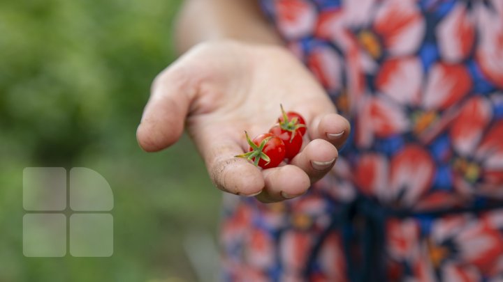 Paradisul roșiilor la Cigârleni. O moldoveancă crește tomate pe gustul tuturor (FOTOREPORT)