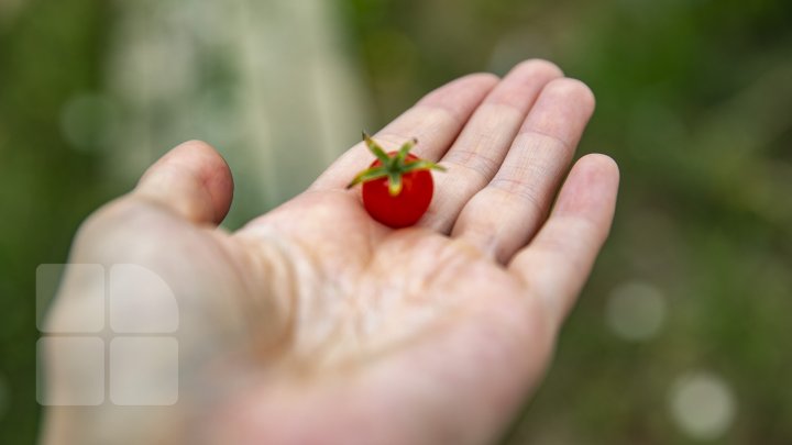 Paradisul roșiilor la Cigârleni. O moldoveancă crește tomate pe gustul tuturor (FOTOREPORT)