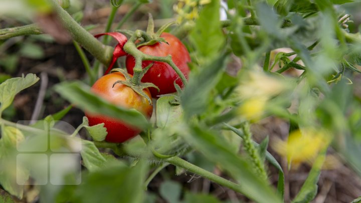 Paradisul roșiilor la Cigârleni. O moldoveancă crește tomate pe gustul tuturor (FOTOREPORT)