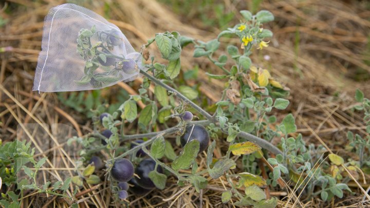 Paradisul roșiilor la Cigârleni. O moldoveancă crește tomate pe gustul tuturor (FOTOREPORT)