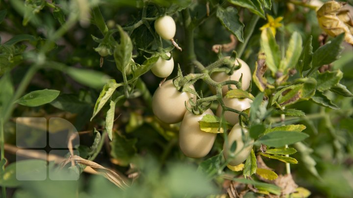 Paradisul roșiilor la Cigârleni. O moldoveancă crește tomate pe gustul tuturor (FOTOREPORT)