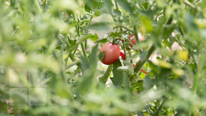 Paradisul roșiilor la Cigârleni. O moldoveancă crește tomate pe gustul tuturor (FOTOREPORT)